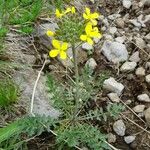 Sisymbrium austriacum Hábito