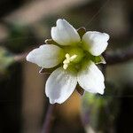 Holosteum umbellatum 花