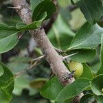 Flacourtia indica Blatt