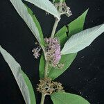 Callicarpa macrophylla Elinympäristö