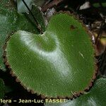 Adiantum reniforme Foglia