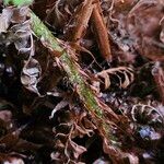 Polystichum braunii Kůra