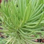Dudleya edulis Hoja
