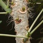 Jatropha multifida Bark