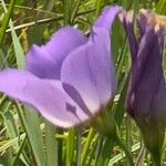 Eustoma exaltatum Cvet