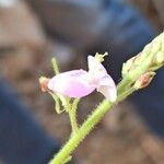 Desmodium uncinatum Flower