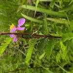 Clappertonia ficifolia Blatt