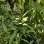 Monarda punctata Blad