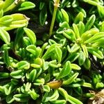 Globularia repens Feuille