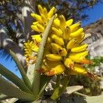 Aloe dichotoma Цвят