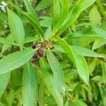 Myoporum laetumFruit