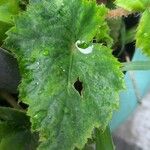 Begonia heracleifoliaLeaf