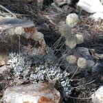 Eriogonum ovalifolium Habit