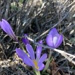 Crocus carpetanus Habitus