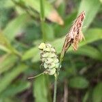 Carex tomentosa Kvet