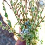 Myosotis minutiflora Floro