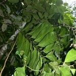 Heteropsis oblongifolia List
