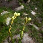 Veronica fruticans Frutto
