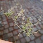 Lepidium ruderale Плід