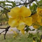 Dolichandra unguis-cati Flor