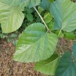 Rubus foliosus Leaf