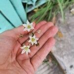 Nothoscordum bivalve Blomma