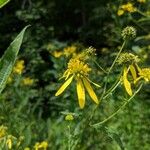 Verbesina alternifolia Blüte