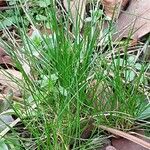 Festuca heterophylla Foglia