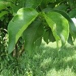 Vangueria madagascariensis Hoja