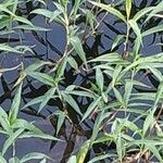 Persicaria senegalensis Other