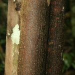 Spirotropis longifolia Corteza
