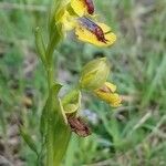 Ophrys lutea Habitat