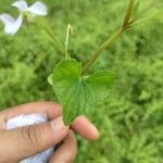 Viola labradorica Leaf