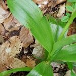 Orchis pallens फूल