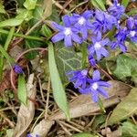 Scilla luciliaeBlomma