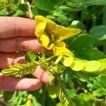 Senna skinneri Flower