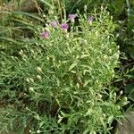 Rhaponticum repens Libunga