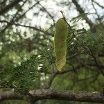 Albizia brevifolia Fruit