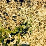 Eupatorium rotundifolium عادت