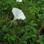 Ipomoea tenuiloba Hàbitat