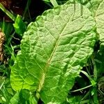 Rumex × acutus Leaf