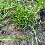 Cyperus hortensis 形态