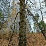 Betula pubescens Pokrój