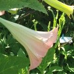 Brugmansia versicolor Lagerh.ফুল