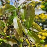 Ochna insculpta Blad