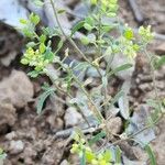 Alyssum linifolium Habit