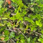Haplocoelum foliolosum Leaf