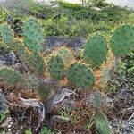 Opuntia littoralis List