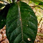 Ficus habrophylla Leaf