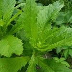 Erechtites hieraciifolius Leaf